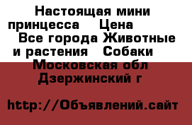 Настоящая мини принцесса  › Цена ­ 25 000 - Все города Животные и растения » Собаки   . Московская обл.,Дзержинский г.